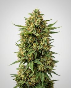 Tangerine Dream Feminized Marijuana Seeds