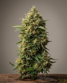 Taskenti Feminized Marijuana Seeds