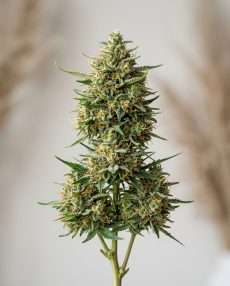 Thai Feminized Marijuana Seeds