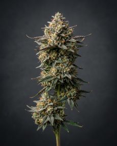 Toad Venom Feminized Marijuana Seeds