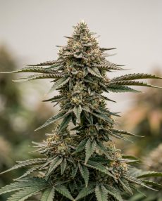Tropicanna Cookies Feminized Marijuana Seeds