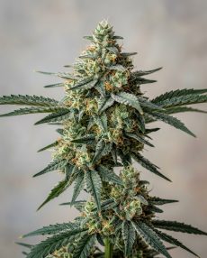 Wedding Cake Feminized Marijuana Seeds