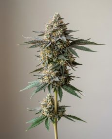 Wedding Crasher Feminized Marijuana Seeds