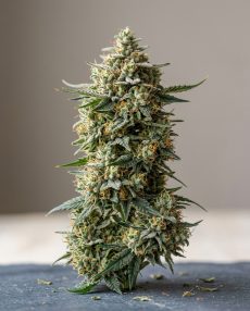 Wedding Gelato Feminized Marijuana Seeds