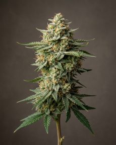 White Rhino Feminized Marijuana Seeds