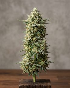 White Russian Feminized Marijuana Seeds