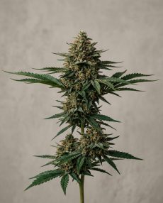 Afgan Feminized Marijuana Seeds