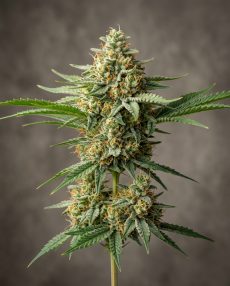 Amnesia Lemon Feminized Marijuana Seeds
