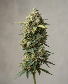 Astroboy Feminized Marijuana Seeds