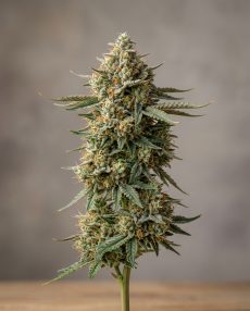 B-52 Feminized Marijuana Seeds