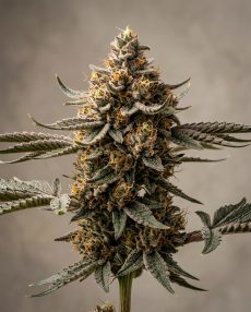 Biscotti Feminized Marijuana Seeds