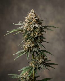Black Diamond Feminized Marijuana Seeds