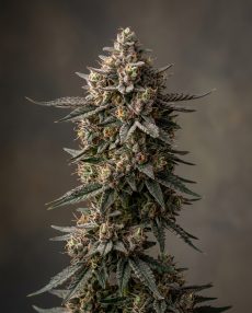 Black Triangle Feminized Marijuana Seeds
