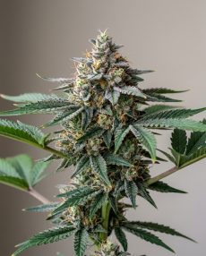 Blueberry Cookies Feminized Marijuana Seeds
