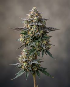 Blueberry Kush Feminized Marijuana Seeds