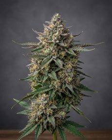 Blueberry Zkittlez Feminized Marijuana Seeds