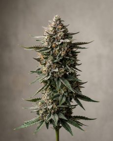Bubba Kush 98 Feminized Marijuana Seeds