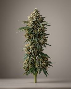 Burmese Kush Feminized Marijuana Seeds