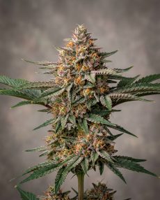 Cherry AK Feminized Marijuana Seeds
