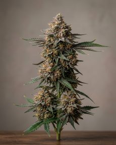 Cherry Gelato Feminized Marijuana Seeds