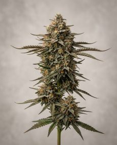 Chocolate Thai Feminized Marijuana Seeds