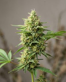 Citral Feminized Marijuana Seeds
