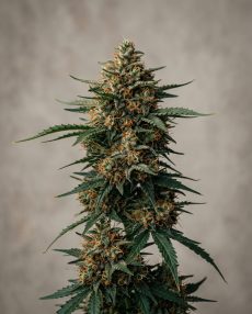 Colombian Red Feminized Marijuana Seeds