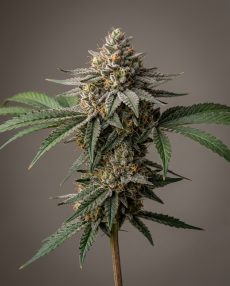 Cookies and Cream Feminized Marijuana Seeds