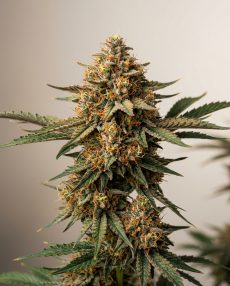 Cream Caramel Feminized Marijuana Seeds