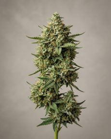 Critical Glue Feminized Marijuana Seeds