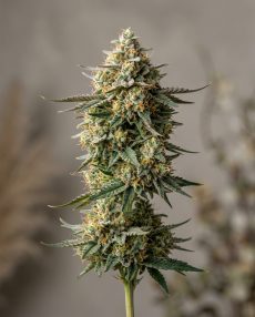 Critical Jack Herer Feminized Marijuana Seeds