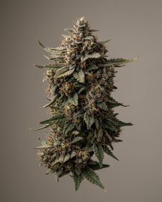 Deep Neville Feminized Marijuana Seeds