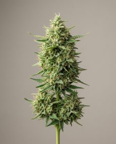 Destroyer Feminized Marijuana Seeds