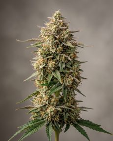 Durban Thai Feminized Marijuana Seeds