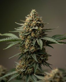Durga Mata Feminized Marijuana Seeds