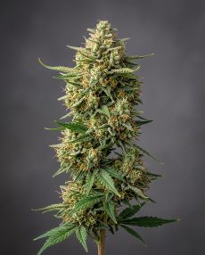 G13 Haze Feminized Marijuana Seeds