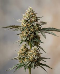 GG4 Feminized Marijuana Seeds