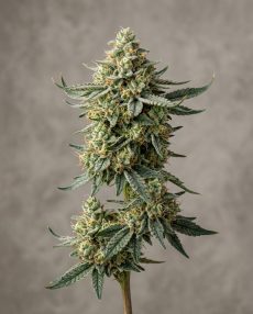 Gorilla Glue 4 Feminized Marijuana Seeds
