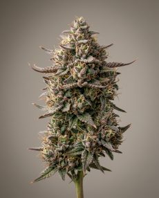 Grape Stomper Feminized Marijuana Seeds