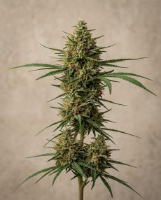 Highland Thai Feminized Marijuana Seeds