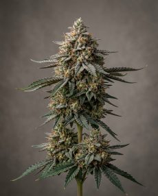 Ice Cream Runtz Feminized Marijuana Seeds