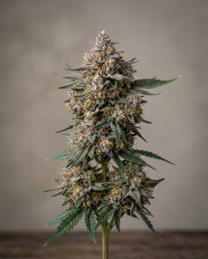 Lemon Cherry Gelato Feminized Marijuana Seeds