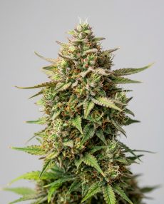 Lemonchello Feminized Marijuana Seeds