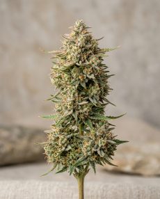 Lychee Feminized Marijuana Seeds