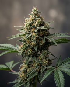 MK Ultra Feminized Marijuana Seeds