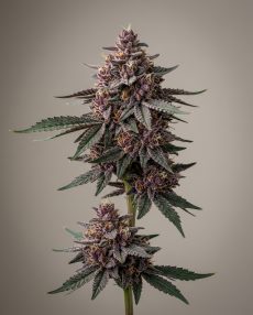 Mendocino Purps Feminized Marijuana Seeds