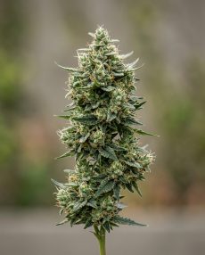NL5 Feminized Marijuana Seeds