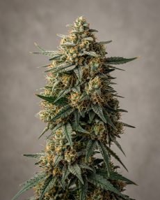 Orange Apricot Feminized Marijuana Seeds
