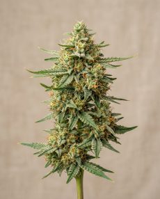 Orange Cream Feminized Marijuana Seeds