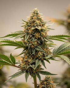 Orange Creamsicle Feminized Marijuana Seeds